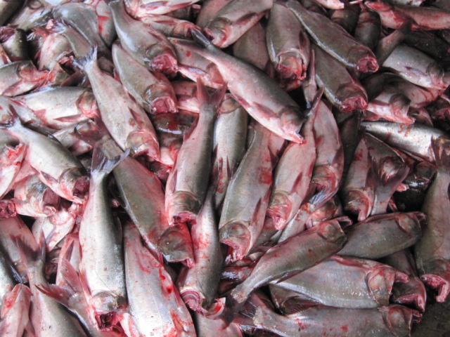<strong>淡水魚自動化深加工設(shè)備魚丸加工生產(chǎn)線</strong>